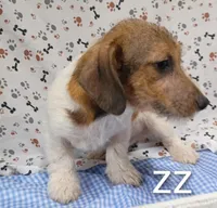 jack boy zz, a male Jack Russell Terrier for sale in Montgomery, MI – Photo 9 of 10