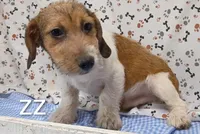 jack boy zz, a male Jack Russell Terrier for sale in Montgomery, MI – Photo 4 of 10