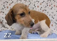 jack boy zz, a male Jack Russell Terrier for sale in Montgomery, MI – Photo 7 of 10