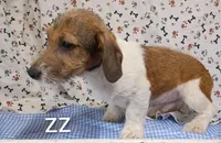 jack boy zz, a male Jack Russell Terrier for sale in Montgomery, MI – Photo 10 of 10