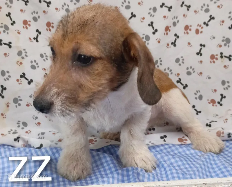 jack boy zz – Jack Russell Terrier puppy for sale in Montgomery, MI