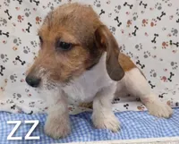 jack boy zz, a male Jack Russell Terrier for sale in Montgomery, MI – Photo 1 of 10
