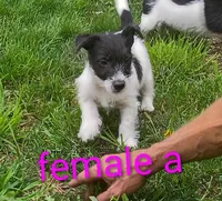 female , a male Jack Russell Terrier for sale in Montgomery, MI – 8 of 8