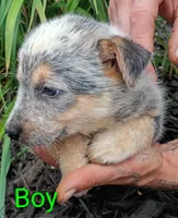 Boy, a female Australian Cattle Dog for sale in Montgomery, MI – 8 of 10