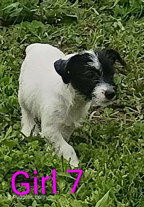 Girl 7 – Jack Russell Terrier puppy for sale in Montgomery, MI
