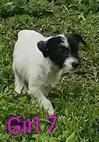 Girl 7, a female Jack Russell Terrier for sale in Montgomery, MI – 1 of 7