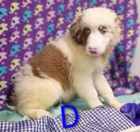 Aussie boy Merle, a male Australian Shepherd for sale in Montgomery, MI – Photo 5 of 10