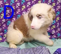 Aussie boy Merle, a male Australian Shepherd for sale in Montgomery, MI – Photo 10 of 10