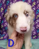 Aussie boy Merle, a male Australian Shepherd for sale in Montgomery, MI – Photo 6 of 10