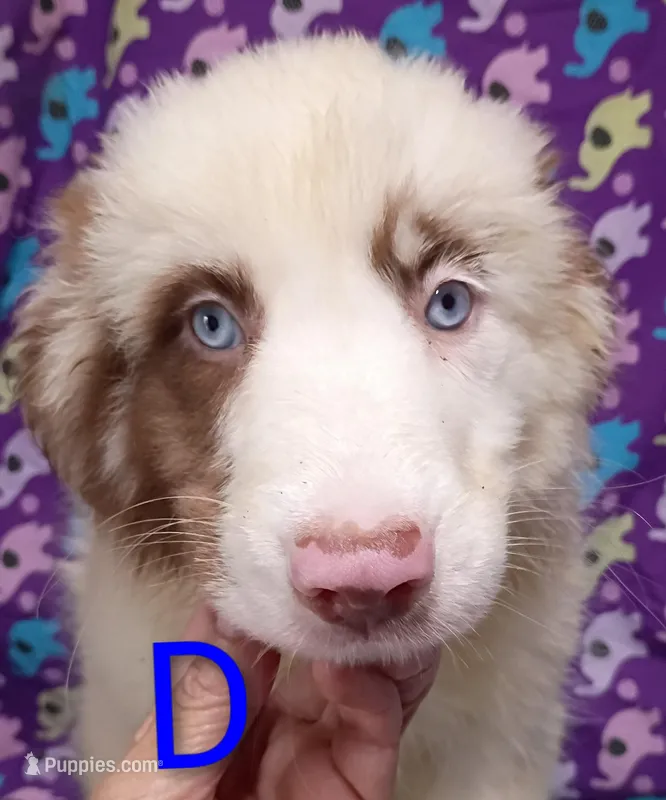 Aussie boy Merle – Australian Shepherd puppy for sale in Montgomery, MI