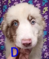 Aussie boy Merle, a male Australian Shepherd for sale in Montgomery, MI – Photo 1 of 10