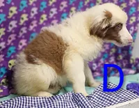 Aussie boy Merle, a male Australian Shepherd for sale in Montgomery, MI – Photo 2 of 10