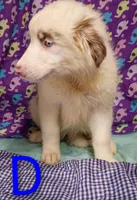 Aussie boy Merle, a male Australian Shepherd for sale in Montgomery, MI – Photo 7 of 10