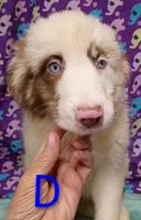 Aussie boy Merle, a male Australian Shepherd for sale in Montgomery, MI – Photo 4 of 10