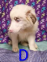 Aussie boy Merle, a male Australian Shepherd for sale in Montgomery, MI – Photo 8 of 10