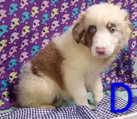 Aussie boy Merle, a male Australian Shepherd for sale in Montgomery, MI – Photo 9 of 10