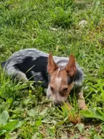 Heeler female, a female Australian Cattle Dog for sale in Montgomery, MI – 3 of 8