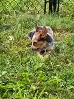 Heeler female, a female Australian Cattle Dog for sale in Montgomery, MI – 7 of 8