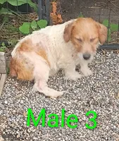 Male 3, a male Jack Russell Terrier for sale in Montgomery, MI – 7 of 10