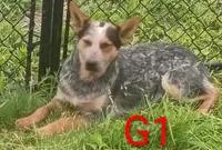 G1, a female Australian Cattle Dog for sale in Montgomery, MI – 5 of 10
