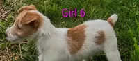 Girl 6, a female Jack Russell Terrier for sale in Montgomery, MI – 6 of 8