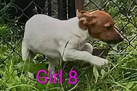 Female 8, a female Jack Russell Terrier for sale in Montgomery, MI – 6 of 7