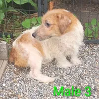 Male 3, a male Jack Russell Terrier for sale in Montgomery, MI – 3 of 10