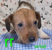 Jack male rr w/tail, a female Jack Russell Terrier for sale in Montgomery, MI – Photo 6 of 8