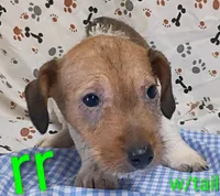 Jack male rr w/tail, a female Jack Russell Terrier for sale in Montgomery, MI – Photo 5 of 8