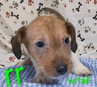 Jack male rr w/tail, a female Jack Russell Terrier for sale in Montgomery, MI – Photo 3 of 8