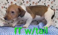 Jack male rr w/tail, a female Jack Russell Terrier for sale in Montgomery, MI – Photo 7 of 8