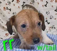 Jack male rr w/tail, a female Jack Russell Terrier for sale in Montgomery, MI – Photo 2 of 8