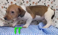 Jack male rr w/tail, a female Jack Russell Terrier for sale in Montgomery, MI – Photo 8 of 8