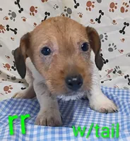 Jack male rr w/tail, a female Jack Russell Terrier for sale in Montgomery, MI – Photo 1 of 8