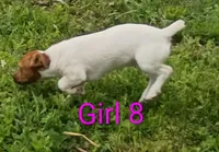 Female 8, a female Jack Russell Terrier for sale in Montgomery, MI – 3 of 7
