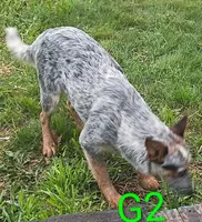 G2, a female Australian Cattle Dog for sale in Montgomery, MI – 4 of 10