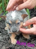RUNT Girl , a female Australian Cattle Dog for sale in Montgomery, MI – 5 of 9