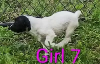 Girl 7, a female Jack Russell Terrier for sale in Montgomery, MI – 2 of 7