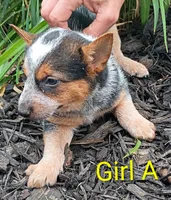 Girl A, a female Australian Cattle Dog for sale in Montgomery, MI – 4 of 10
