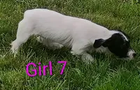 Girl 7, a female Jack Russell Terrier for sale in Montgomery, MI – 3 of 7