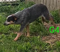 G4, a female Australian Cattle Dog for sale in Montgomery, MI – 2 of 7