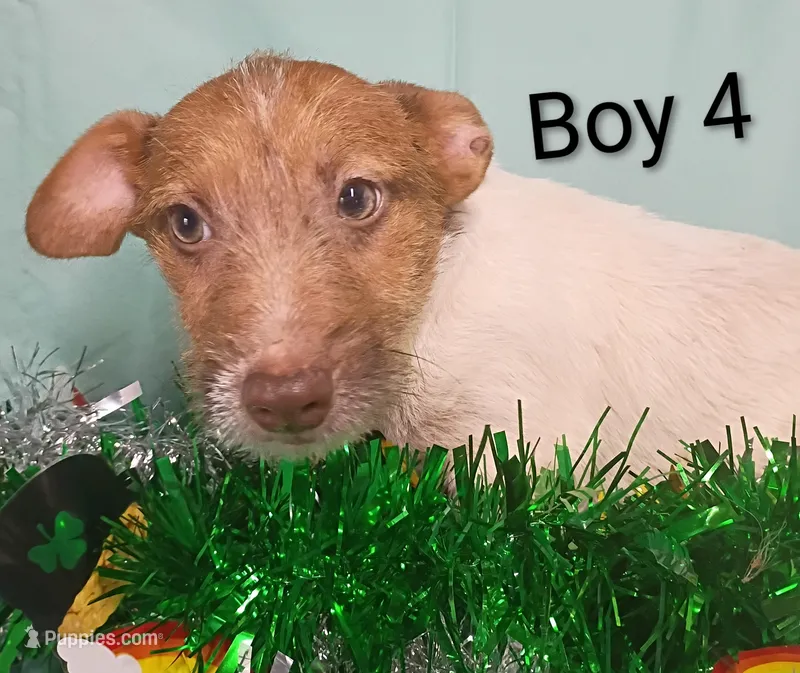 Boy 2 – Jack Russell Terrier puppy for sale in Montgomery, MI