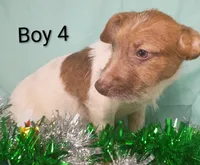 Boy 2, a female Jack Russell Terrier for sale in Montgomery, MI – Photo 3 of 10