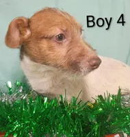 Boy 2, a female Jack Russell Terrier for sale in Montgomery, MI – Photo 6 of 10