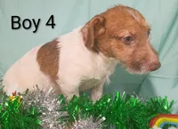 Boy 2, a female Jack Russell Terrier for sale in Montgomery, MI – Photo 9 of 10