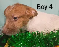 Boy 2, a female Jack Russell Terrier for sale in Montgomery, MI – Photo 5 of 10