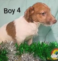 Boy 2, a female Jack Russell Terrier for sale in Montgomery, MI – Photo 10 of 10