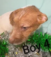 Boy 2, a female Jack Russell Terrier for sale in Montgomery, MI – Photo 8 of 10