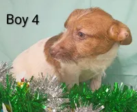 Boy 2, a female Jack Russell Terrier for sale in Montgomery, MI – Photo 4 of 10