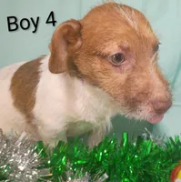 Boy 2, a female Jack Russell Terrier for sale in Montgomery, MI – Photo 2 of 10